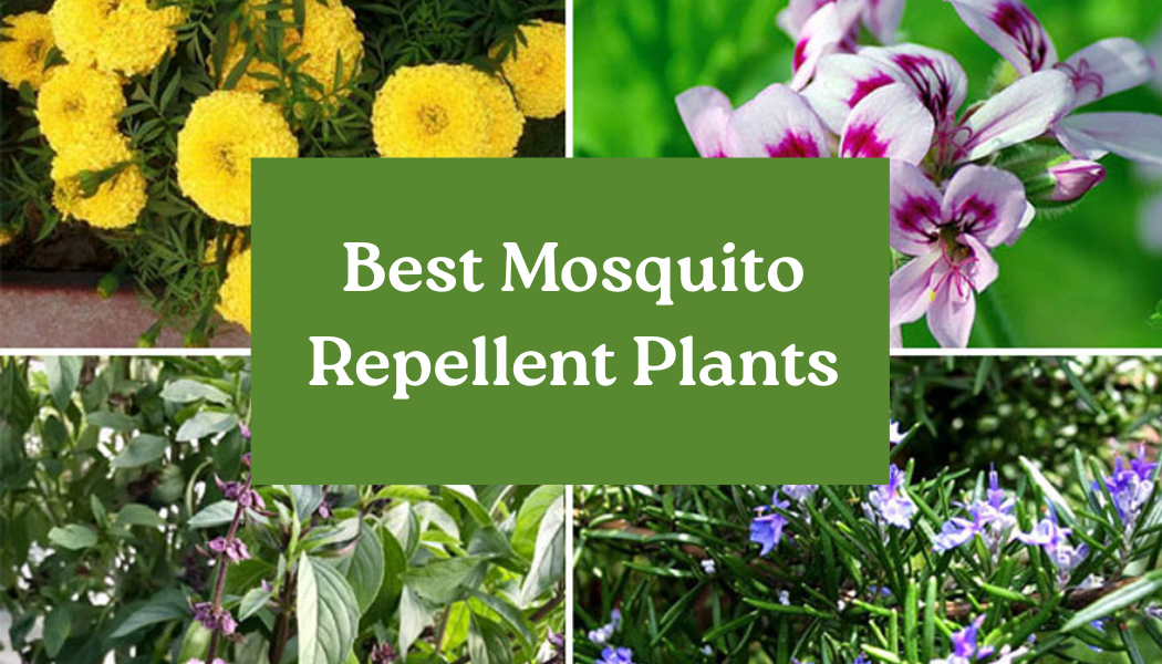 Mosquito Repellent Plants