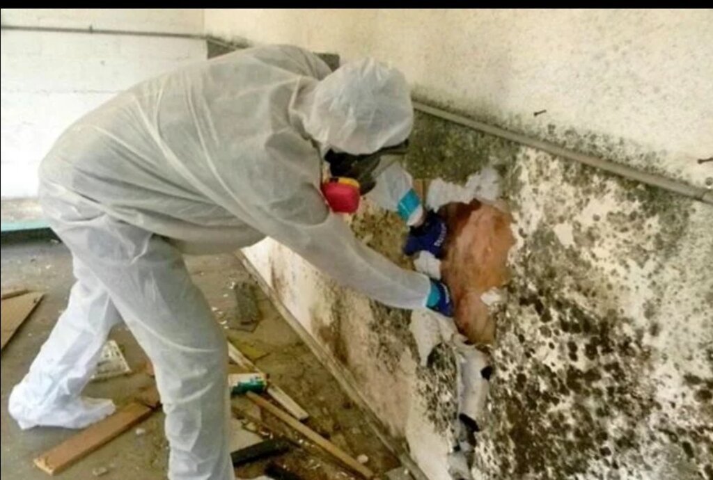 Water Damage Restoration vs. Mold Removal
