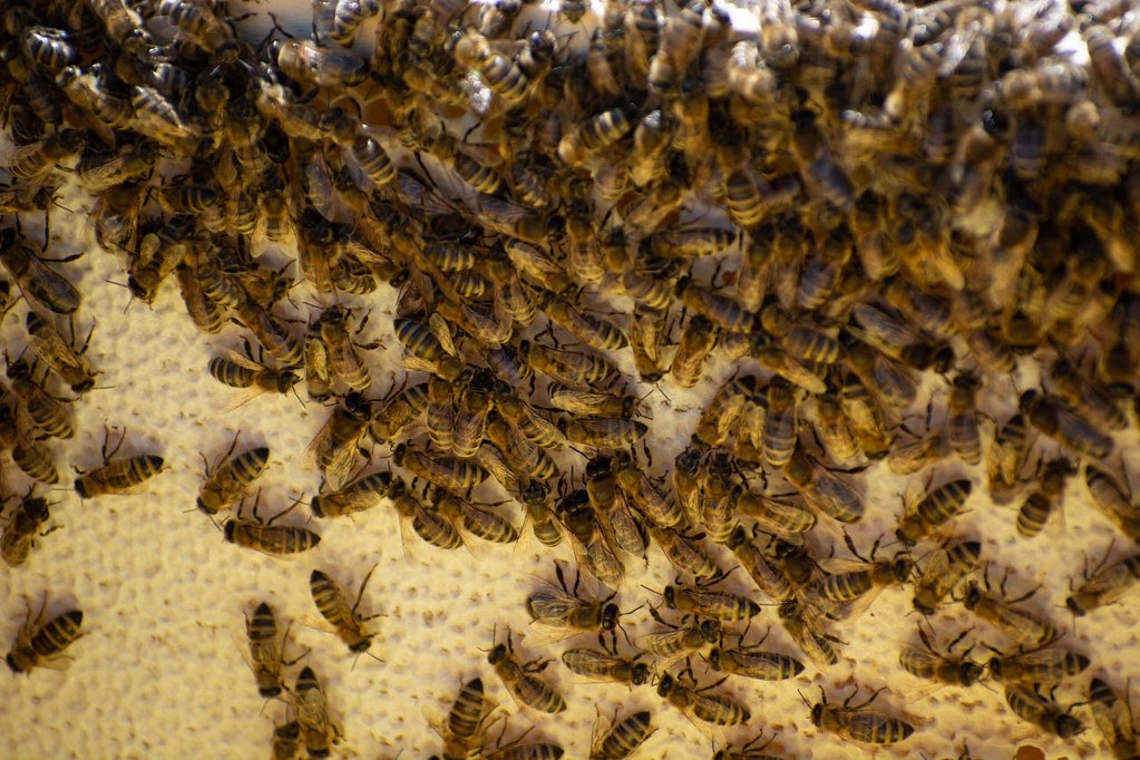 Discourage Bees From Nesting in Outdoor Sheds Naturally