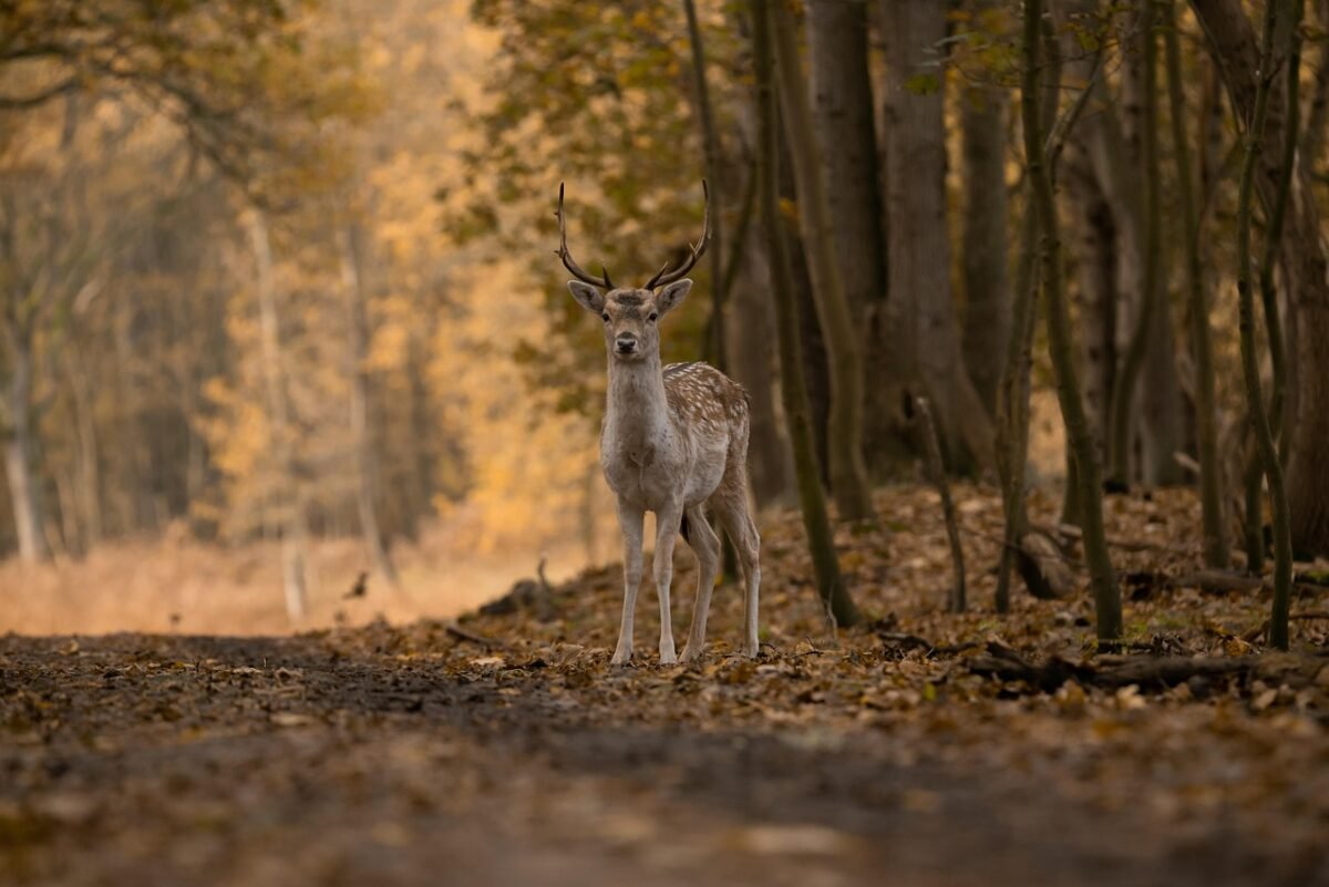 golden triangle with ranthambore tour package