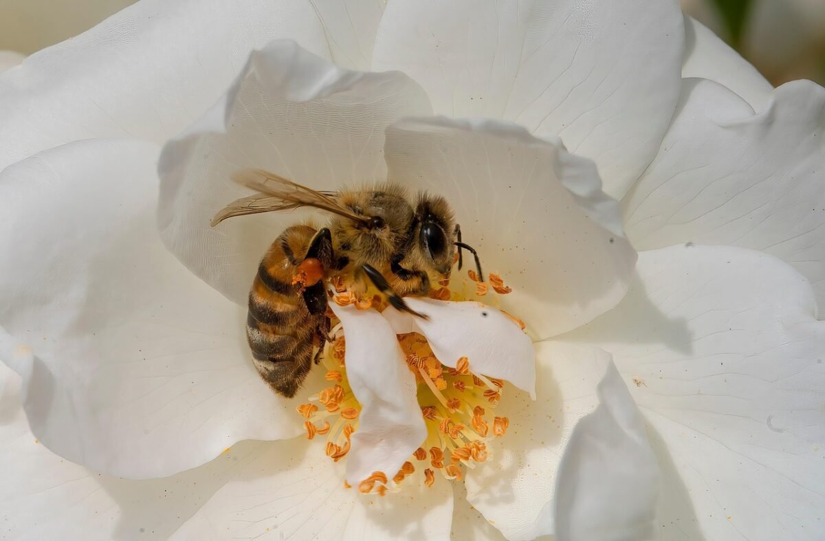 organic white honey dubai
