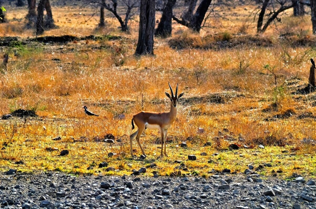 Ranthambore travel packages