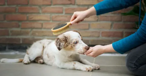 Alabama Mobile Grooming Franchise: A Smart Investment