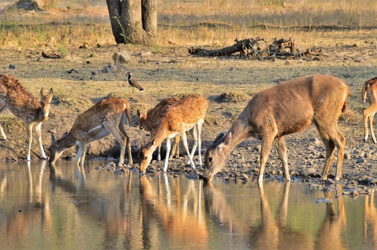 Ranthambore vacation packages